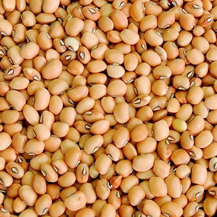 Beans — Cowpea
