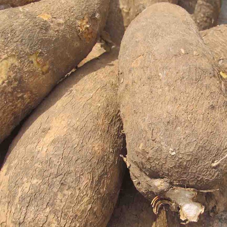 Tubers — Yam
